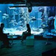 Nočné otvorenie akvária Sea Life London