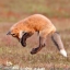 foxcat