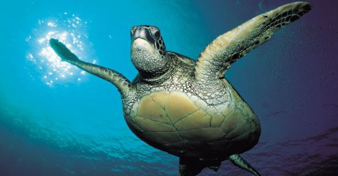 Central-America-Mexico-Sea-Turtles-1-underwater.jpg