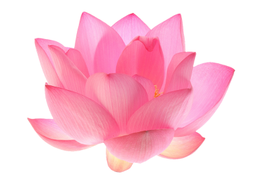 pink lotus.png