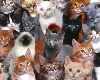 Family-Cats-Wallpaper-FOr-Desktop.jpg