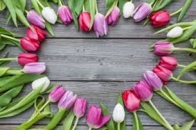 srdce tulipan.jpg