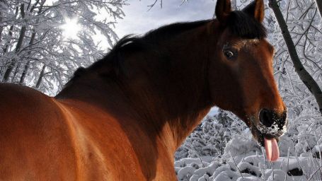 brown-horse-horse-tongue-humor-winter-snow-trees-animal-1366x768.jpg