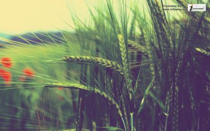 hd-wallpapers-wallpaper-summer-fresh-nature-wheat-season-images-fields-1920x1200-wallpaper.jpg