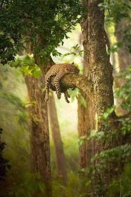 gepard na stromě.jpg