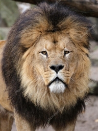 big-lions-head.jpg
