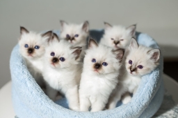 birman-kittens_Borkin-Vadim-Shutterstock.jpg